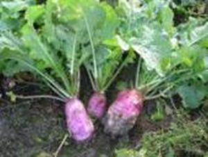 Rehunauris Samson  1,0 kg