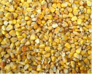 Riistamaissi 20 kg